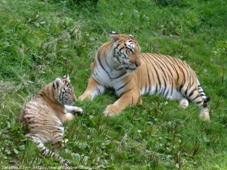 tigres