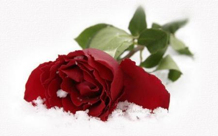rose