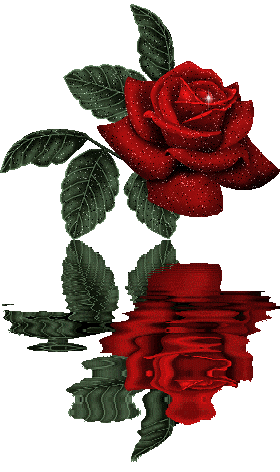 reflet d'une rose