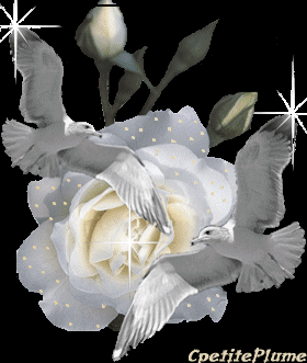 rose blanche