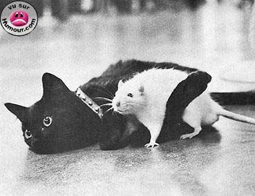 le chat et la souris