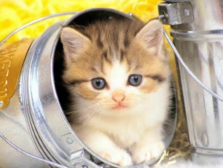 minou