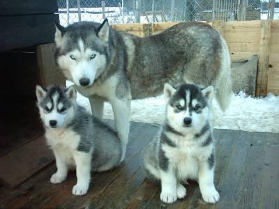 huskis
