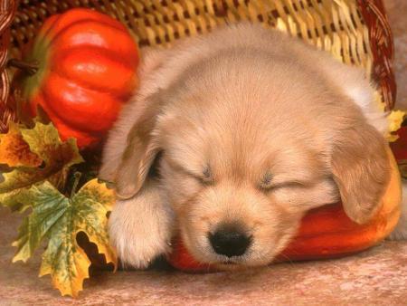chiot