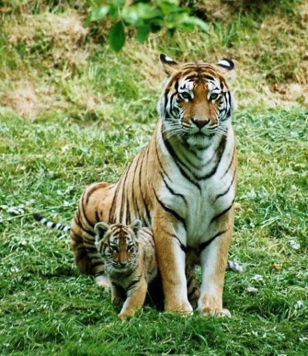 tigres