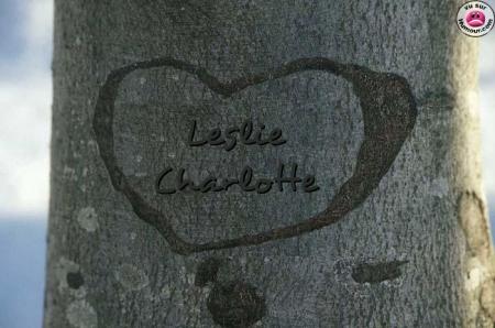 arbre