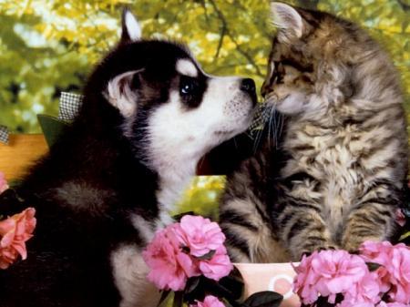 trop mignion