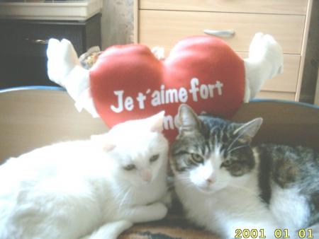 mes chats