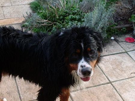 filou